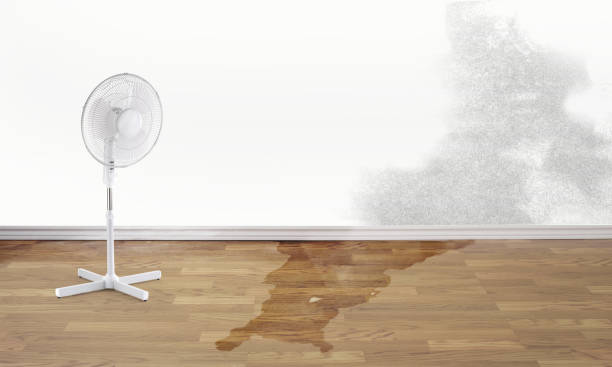 Best Basement water damage restoration  in Paxton, IL